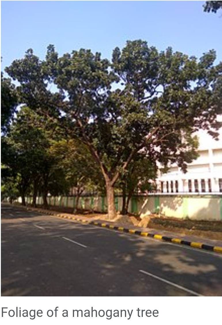 Exquisite Handcrafted Mahogany Wood Collector's Coin Storage Box, Vintage and Elegant, Unique Gifts!