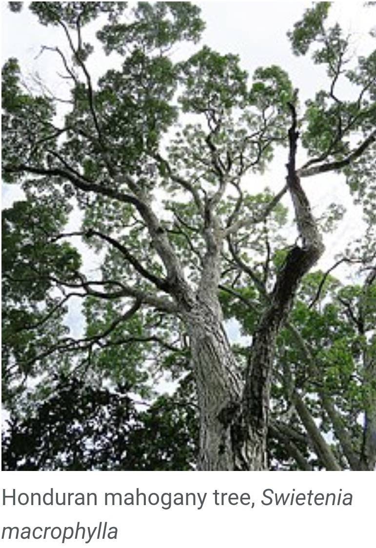 Exquisite Handcrafted Mahogany Wood Collector's Coin Storage Box, Vintage and Elegant, Unique Gifts!