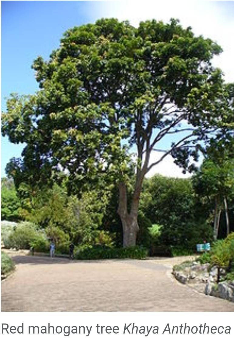 Exquisite Handcrafted Mahogany Wood Collector's Coin Storage Box, Vintage and Elegant, Unique Gifts!
